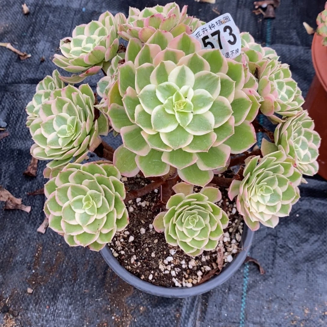 573小课孔雀翎福利