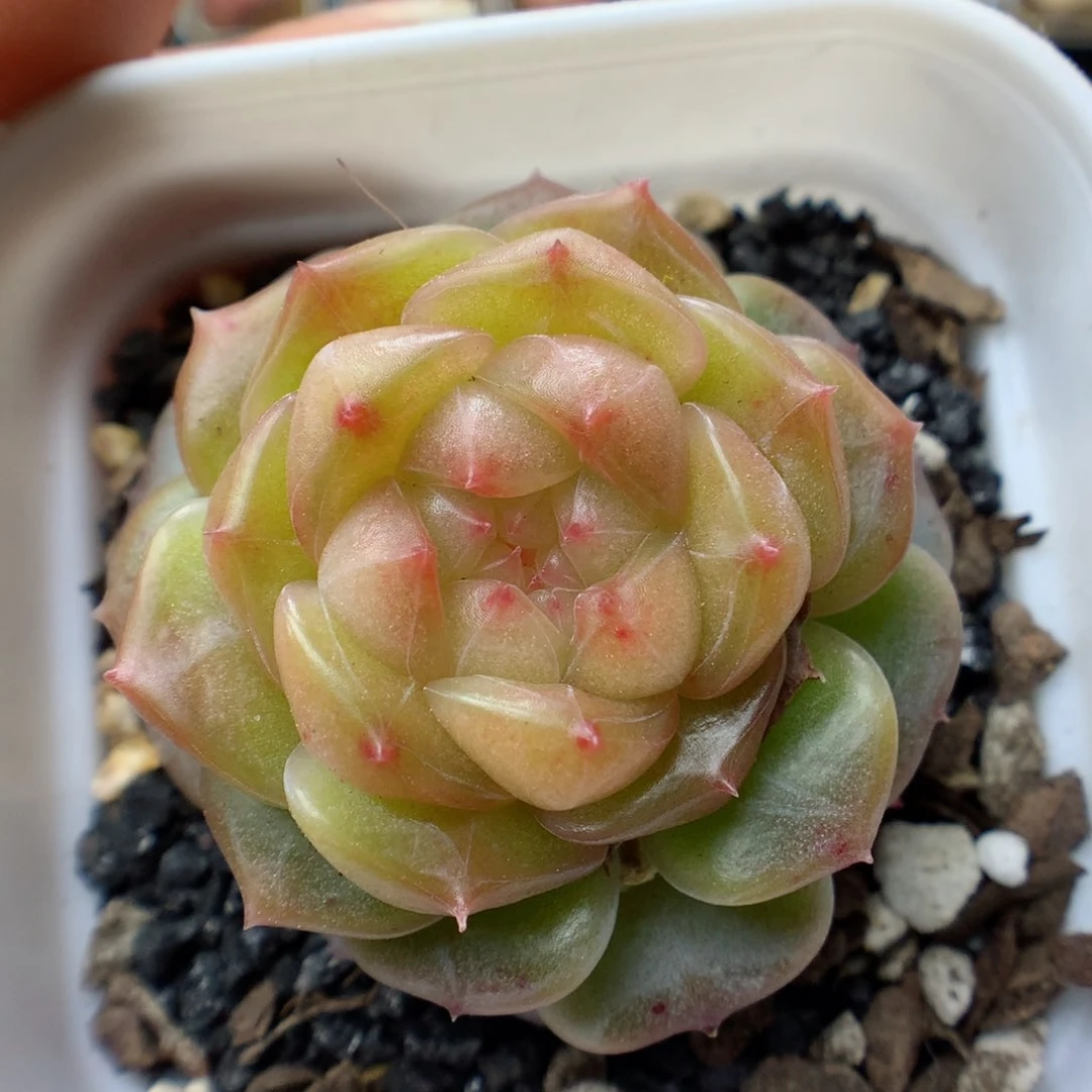 多肉植物。 糖心47