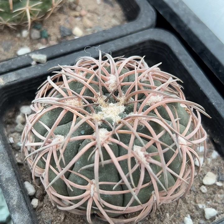 伏刺天平。苗接落地自根出根芽。