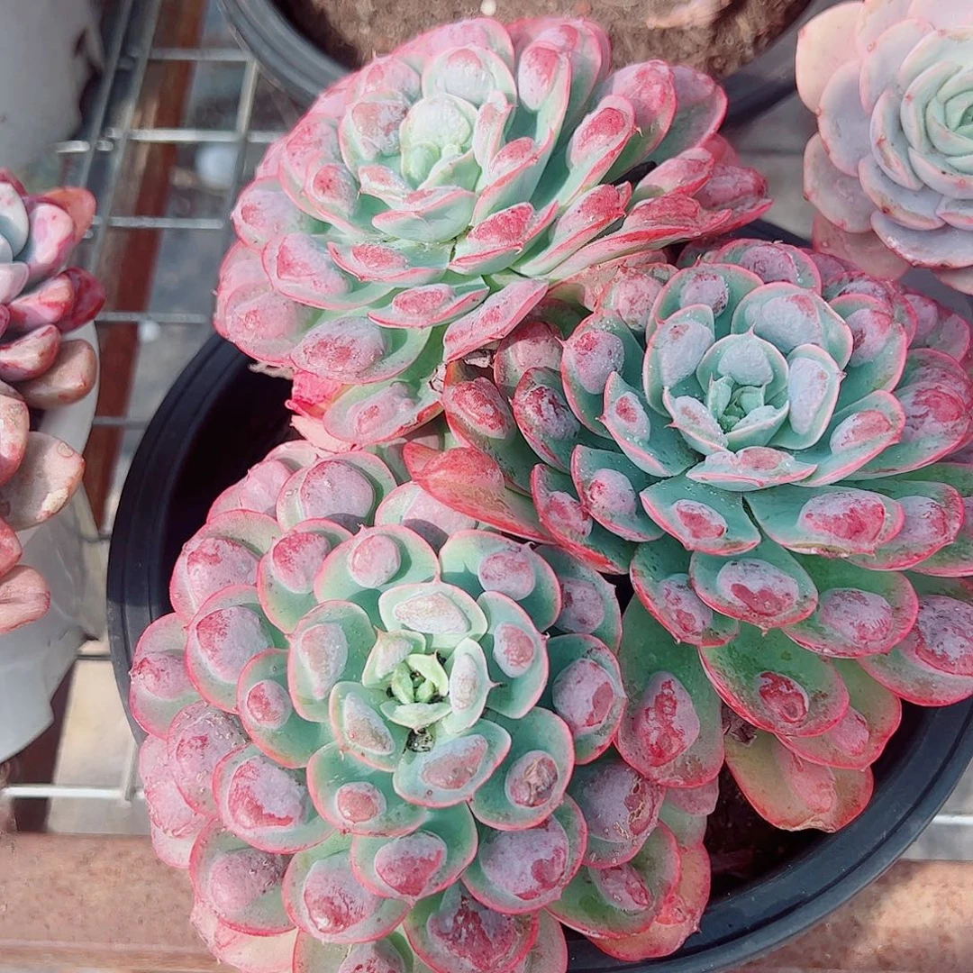 雨滴多头群生老桩特价