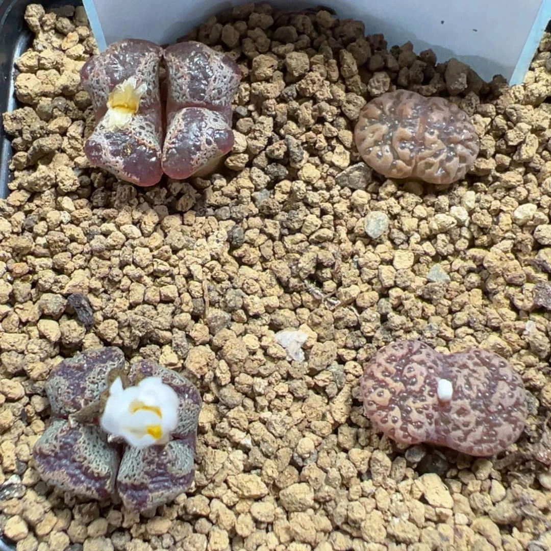 12-07肉锥多肉植物，