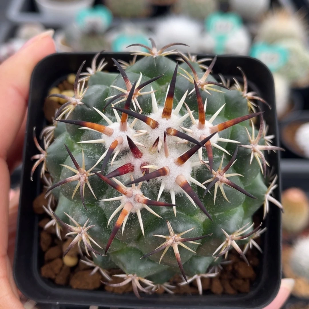 钢钉        实生根