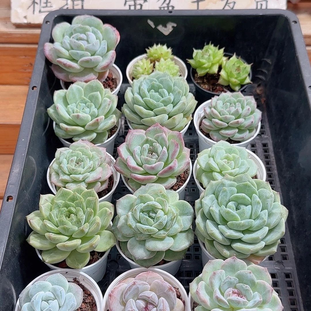 框拍多肉1002--41