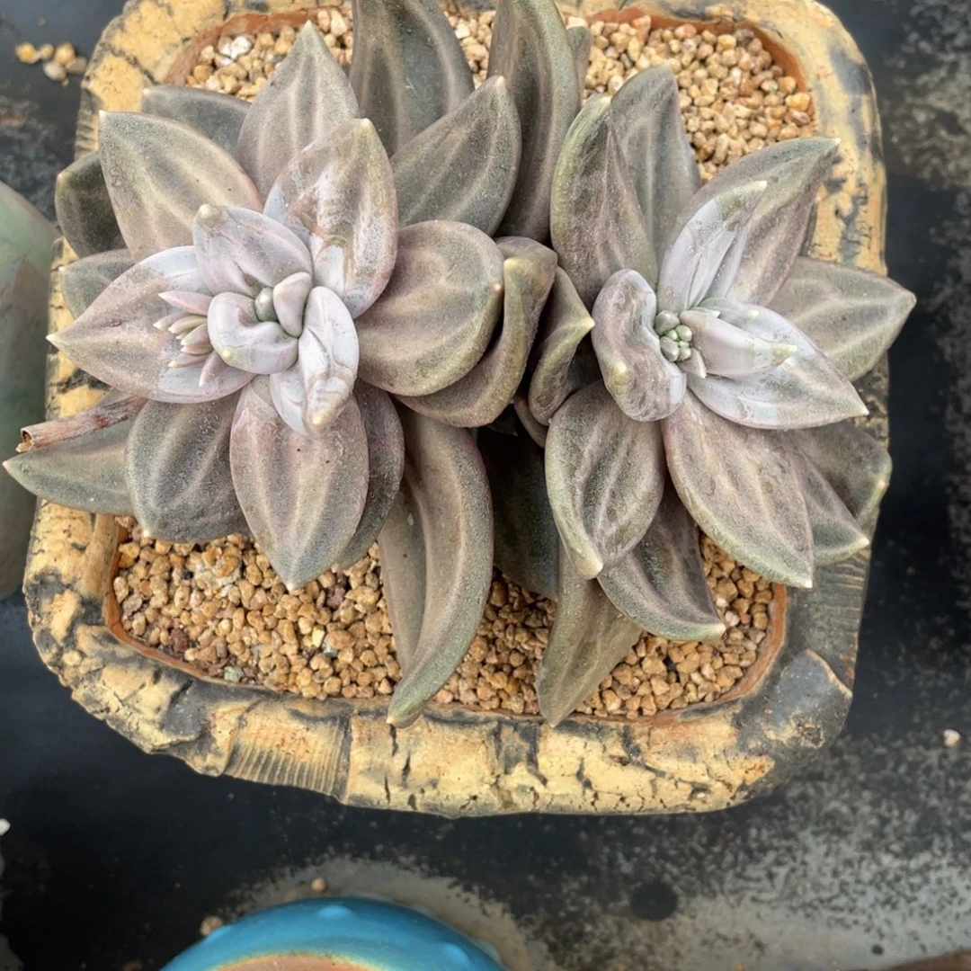 惜春群生暗纹可摸