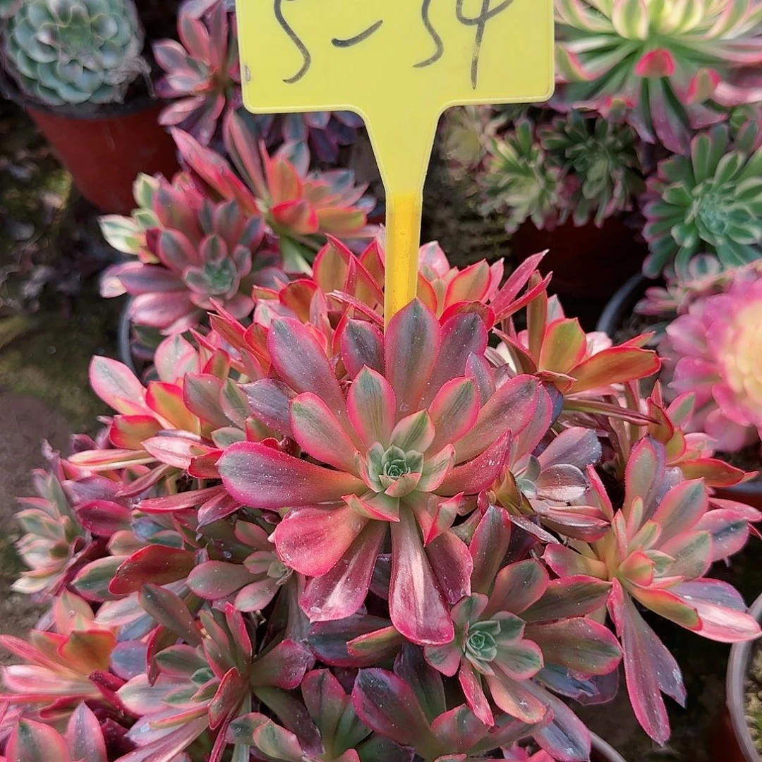 5-34--多头多肉植物婚纱多头