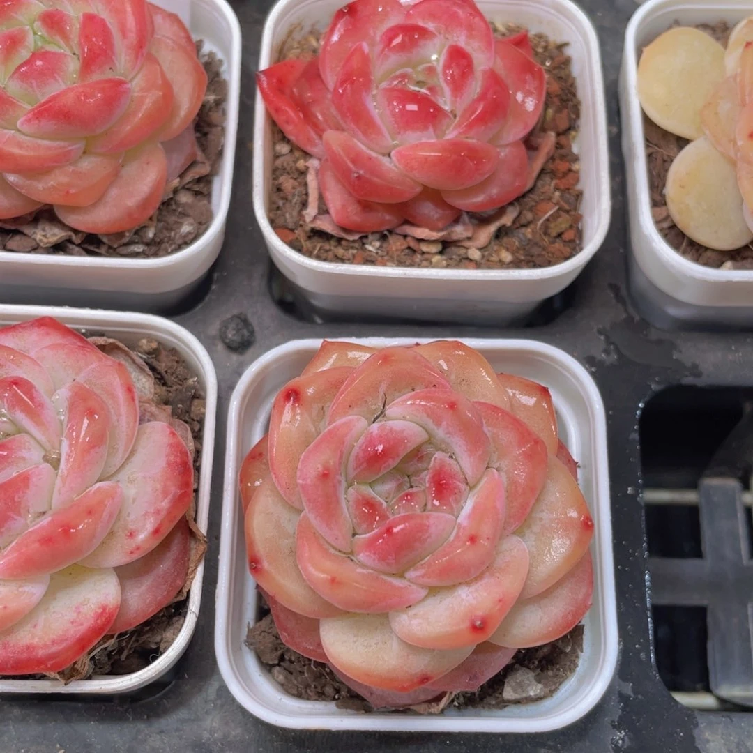 雪塔多肉9.9包邮