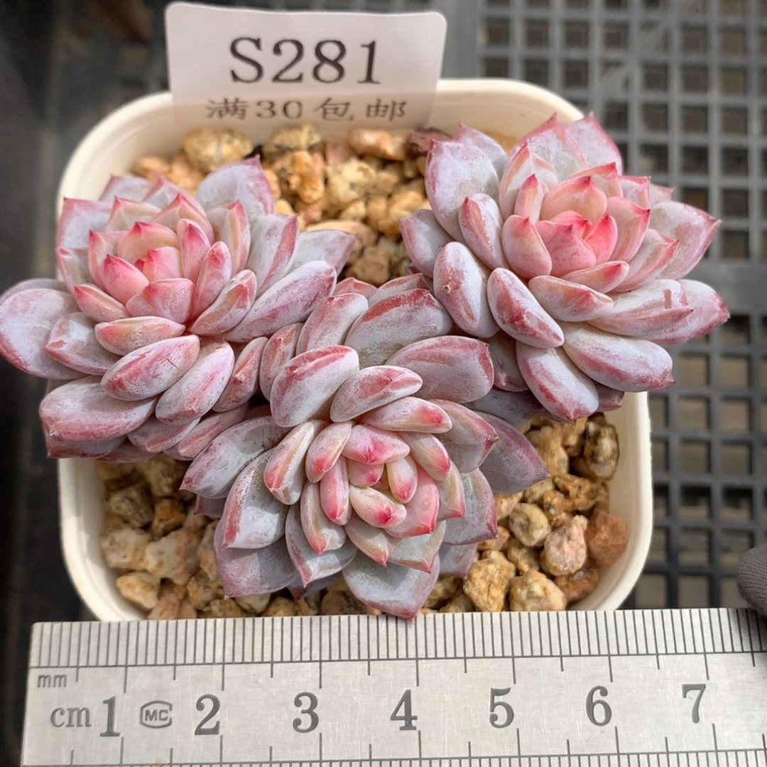 281。小树桩三头玉芙蓉。