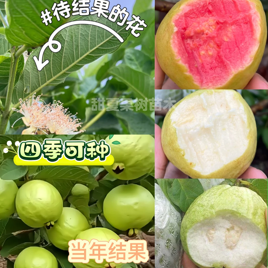 四季珍珠、奶油、红心、小叶，一树一拍，可接受快递途中掉花掉果