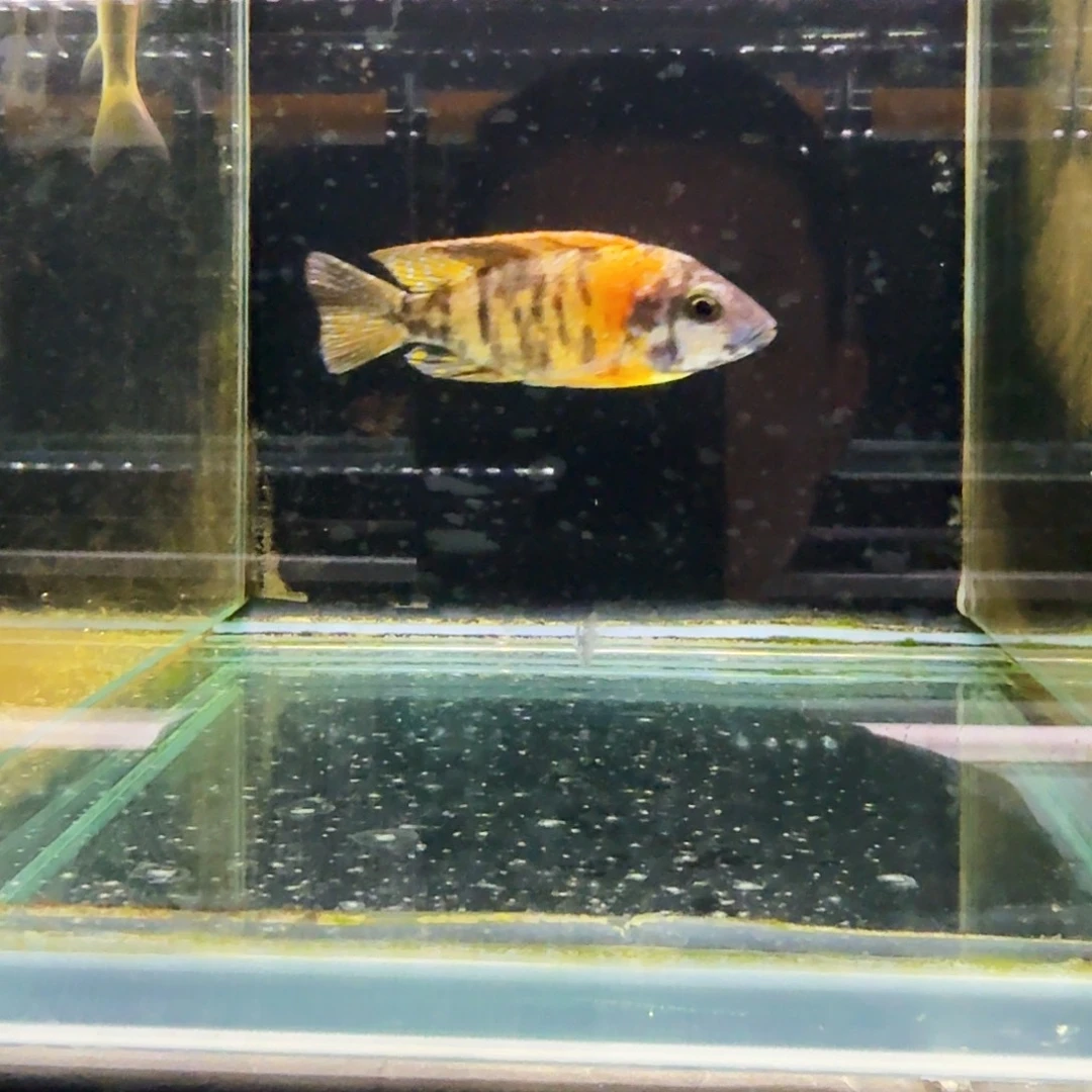 慈鲷526孔雀。
