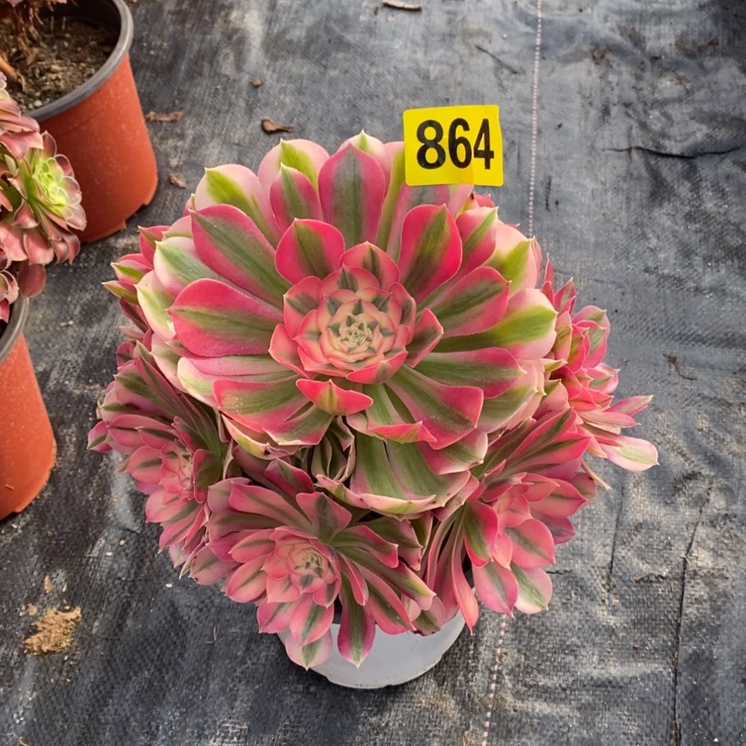 粉女巫多肉法师864