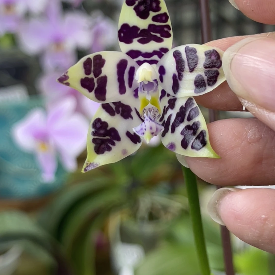 完全开放柳林3574-1406