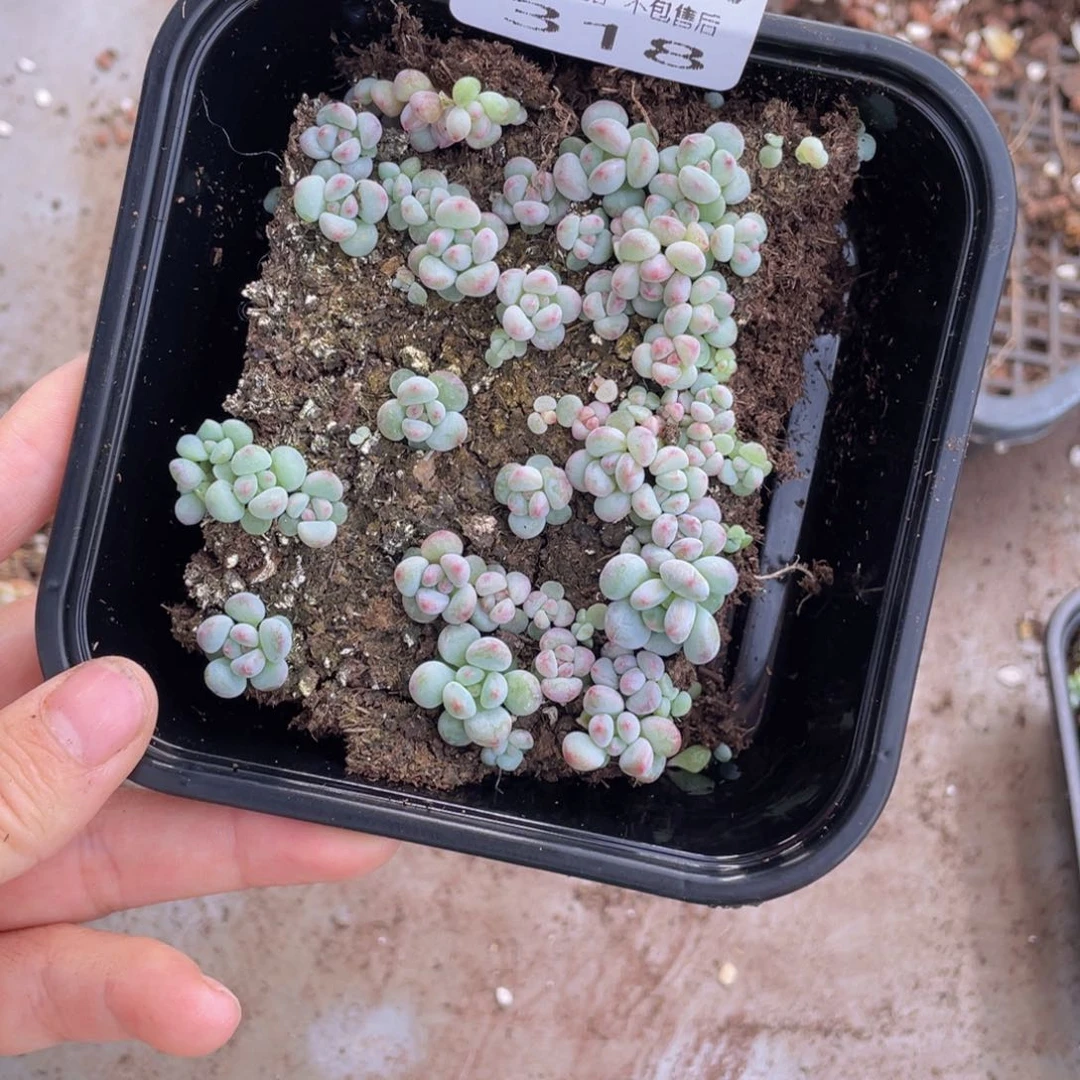 糕大上多肉植物318