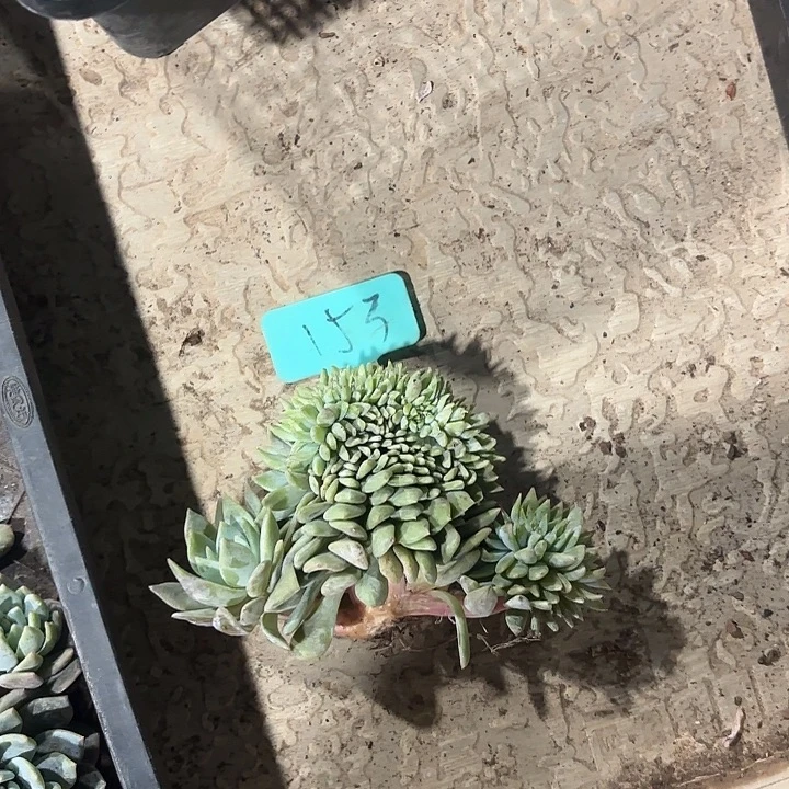 .***o星颖缀化多头群山153