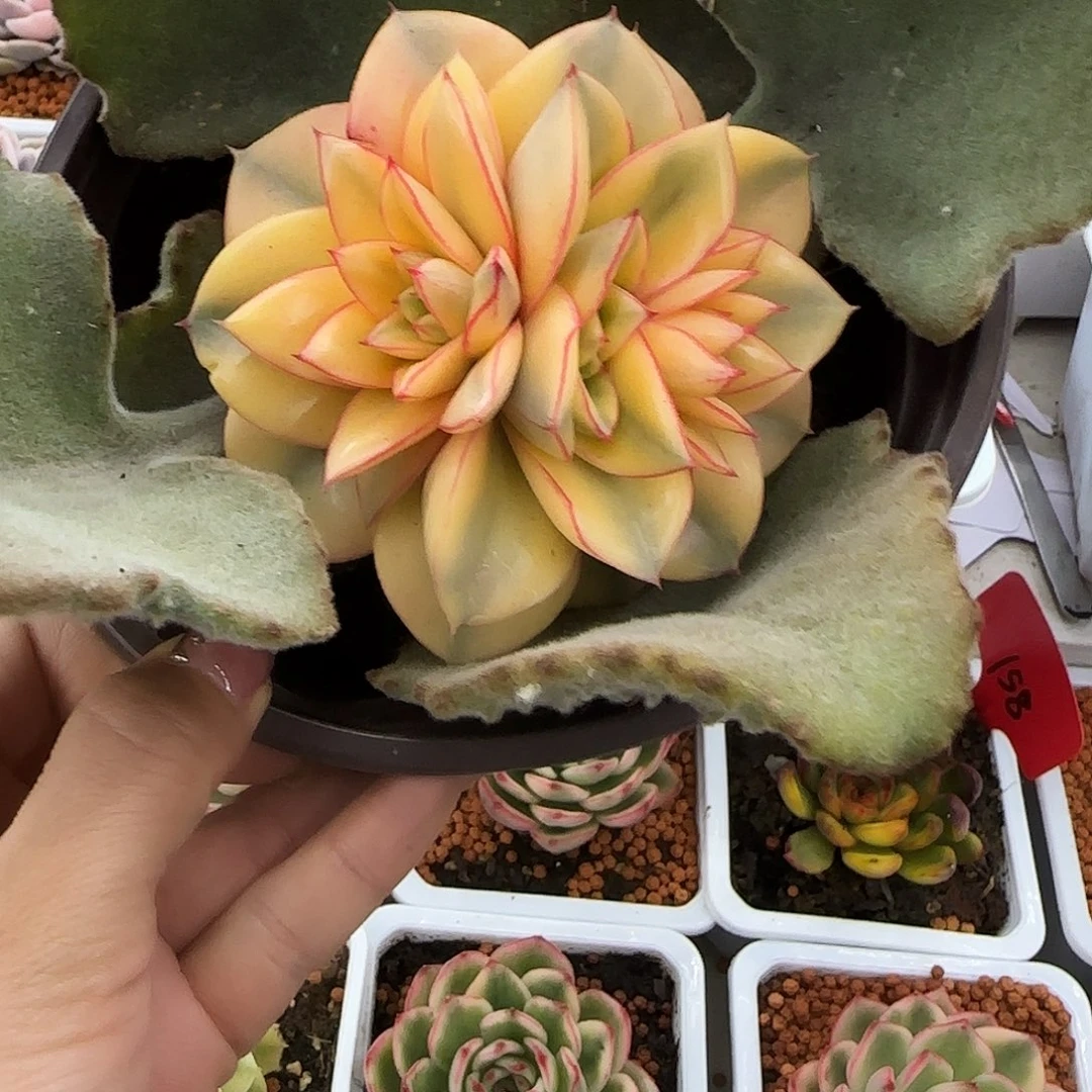 麒麟座锦多肉植物