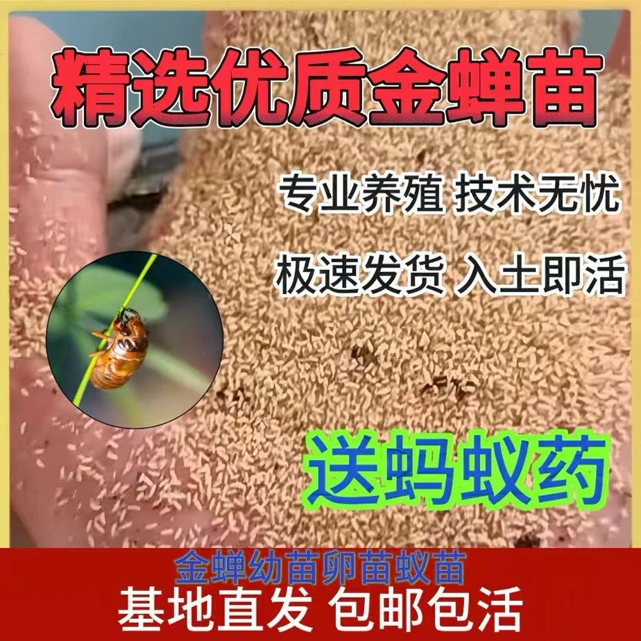 金蝉幼苗活知了猴种幼苗种子爬叉蝉蚁卵金蝉种孵化基地养殖苗