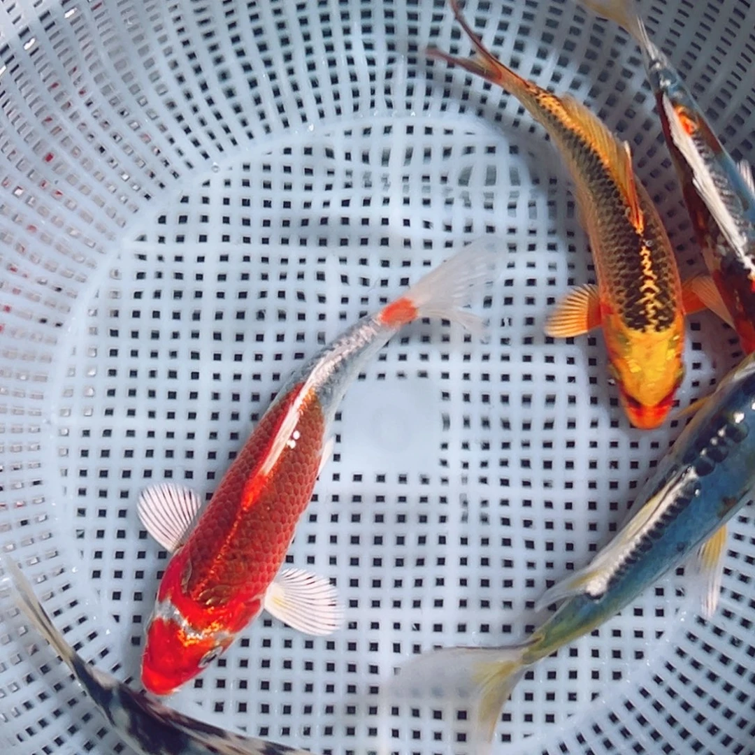 锦鲤锦鲤观赏鱼1111