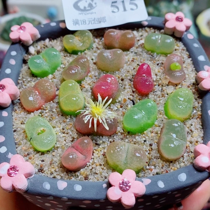 生石花花花花花花515