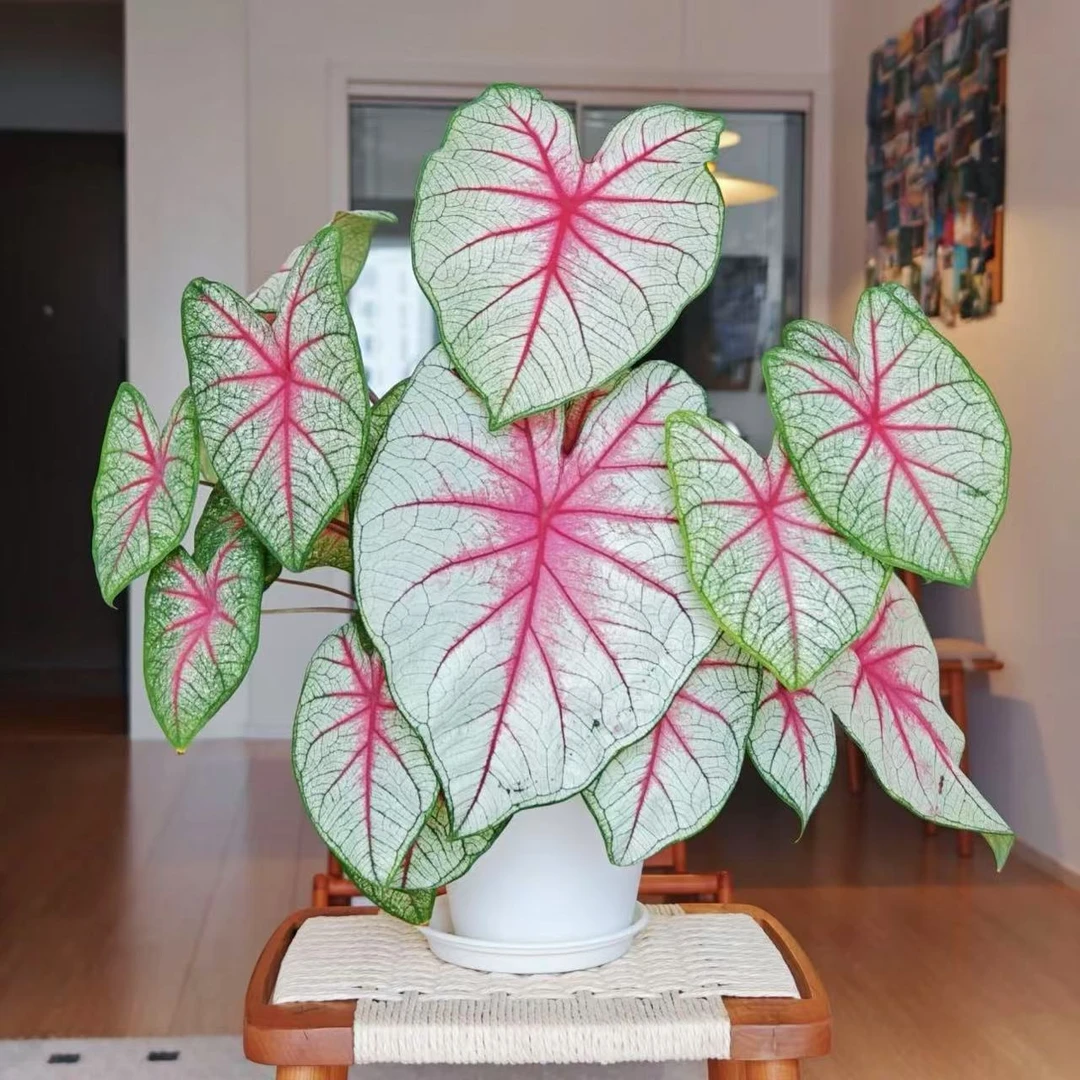 【小陈】（幻想曲  进口 彩叶芋）好养创意室内观叶植物以直播间为准