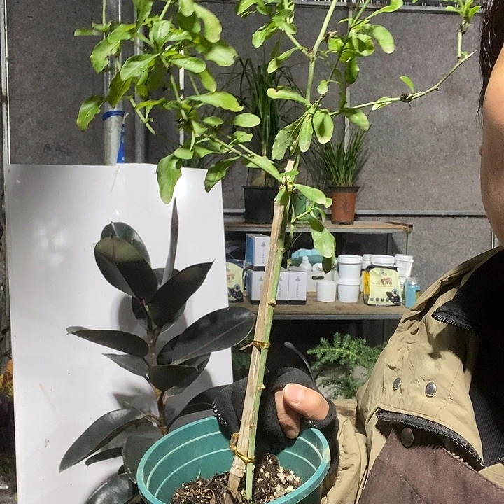 完全开放处理2盆蓝雪花9.9得