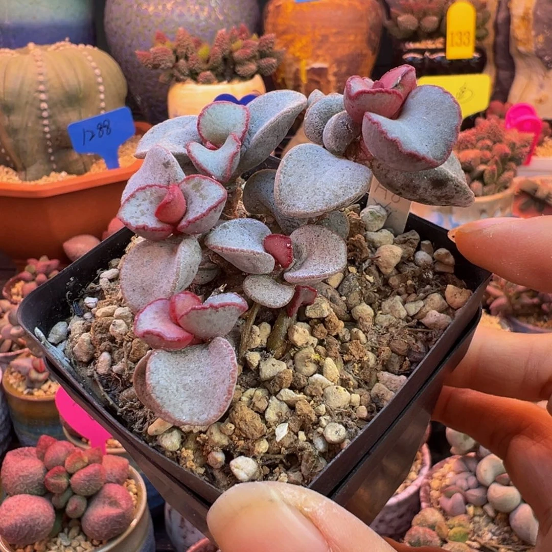 一组自拍，感谢支持