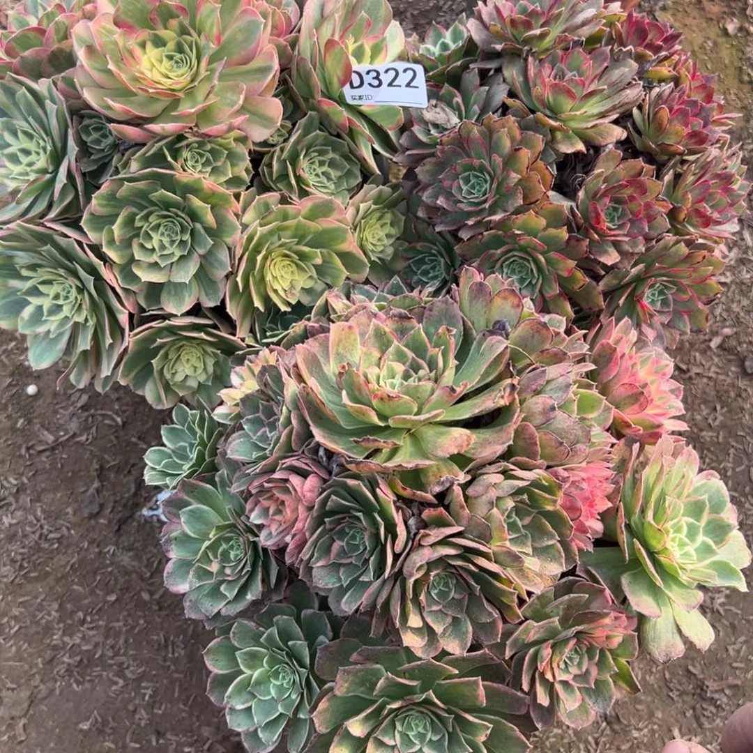 322三颗组合多肉植物法师