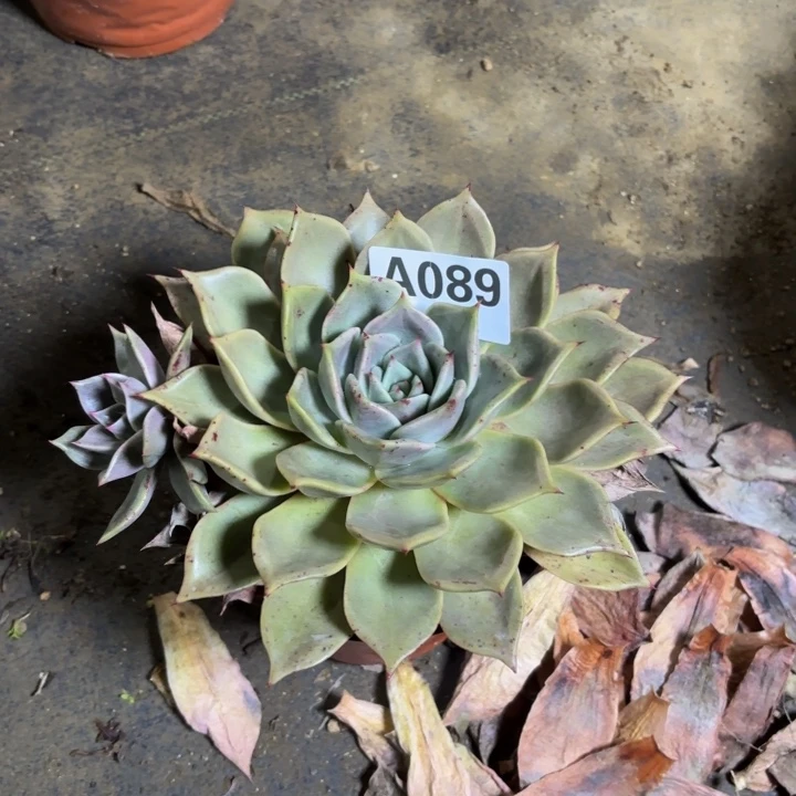 瑞妈，，。。。。089。。多肉，