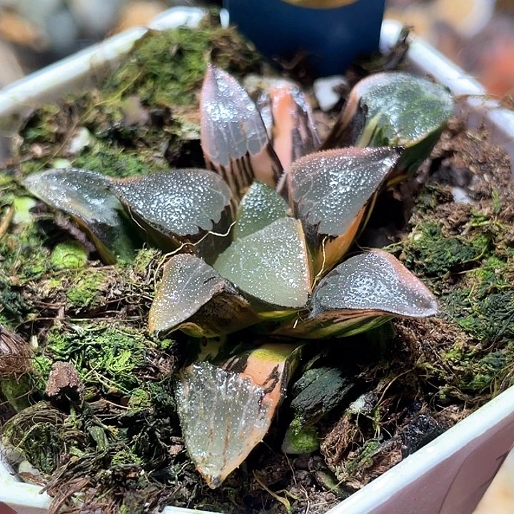 525邱比特錦一物一趴