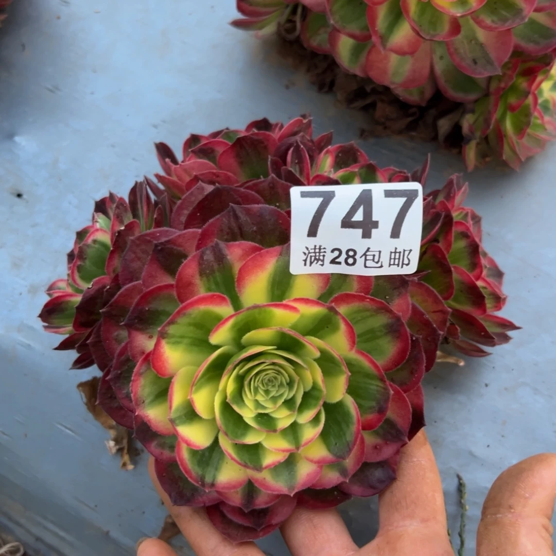 多肉植物747脱土的