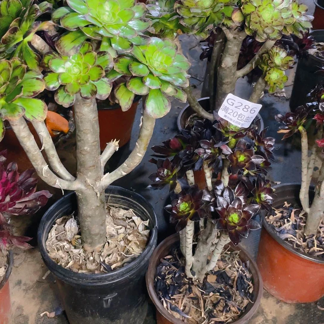 286组合多肉v锦有老伤