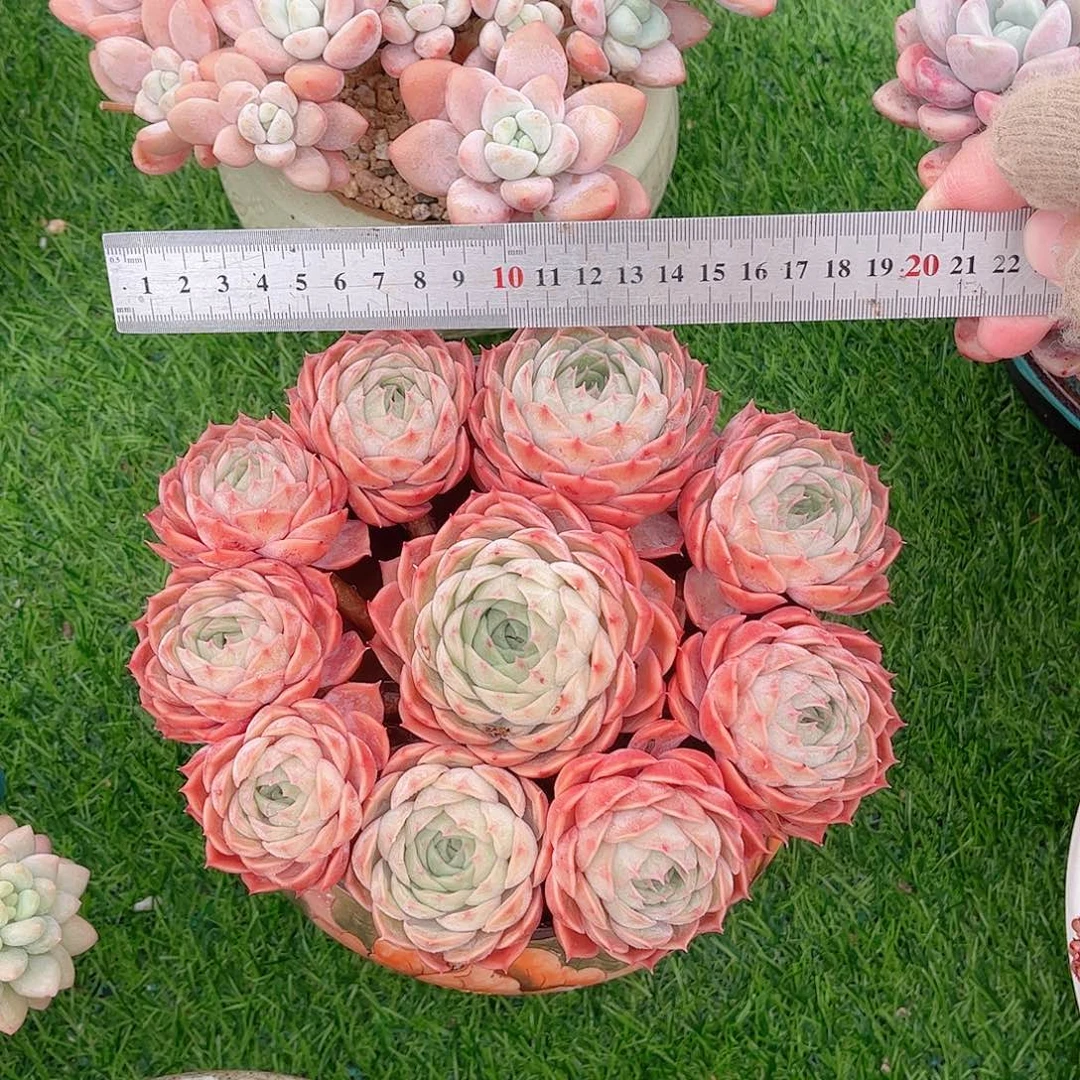 韩版昂斯洛捧花多肉