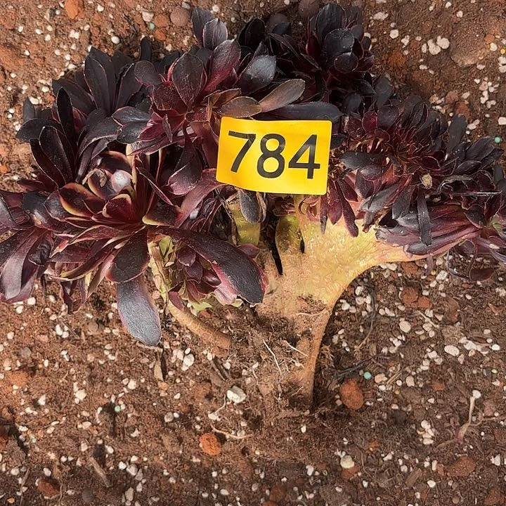 多肉植物福利784