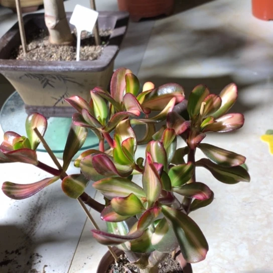 日****?D102卷叶脱土发货