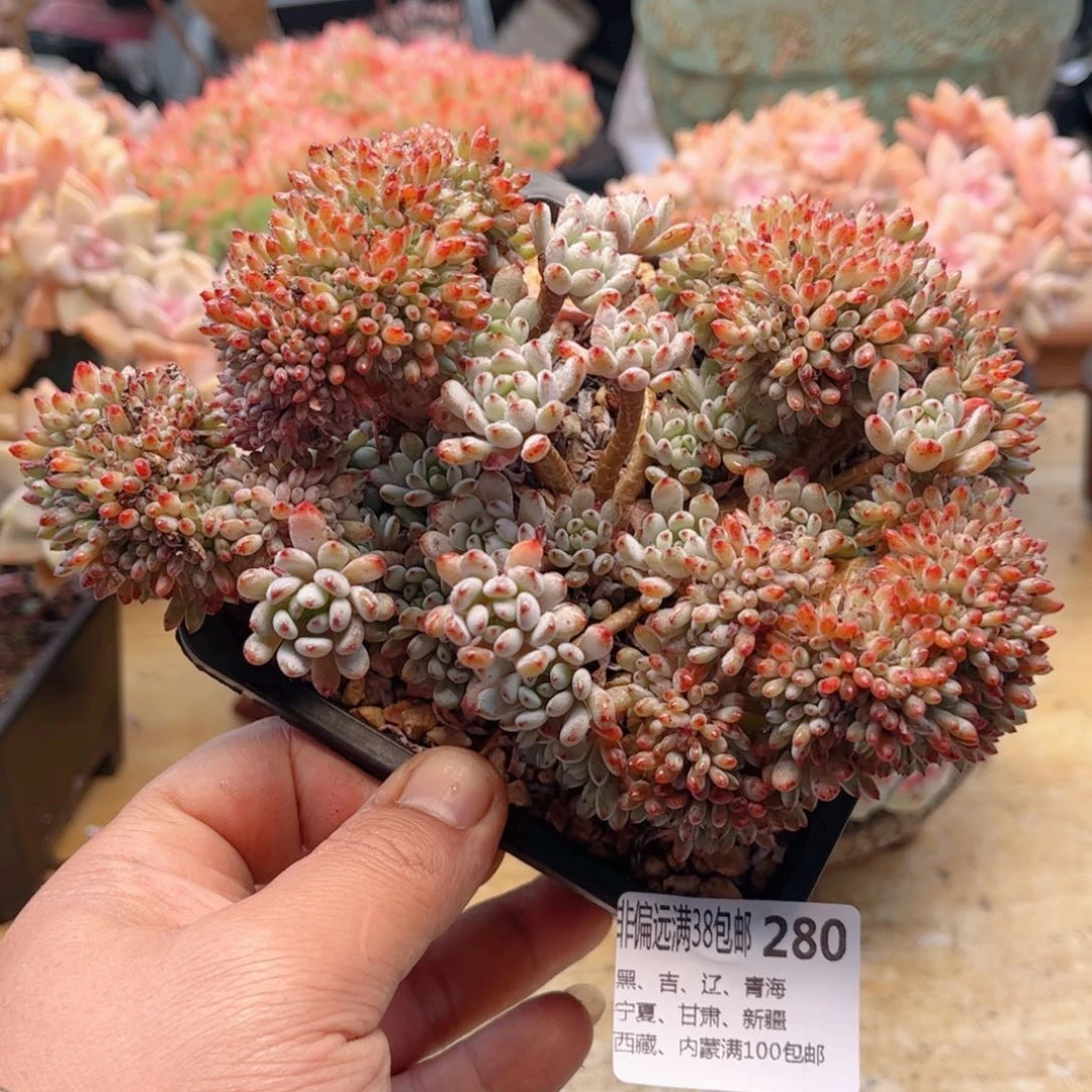 280小蓝豆缀德华多肉