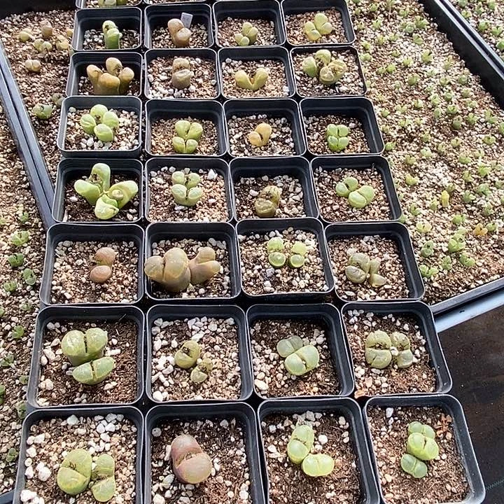 12614一筐风铃有伤