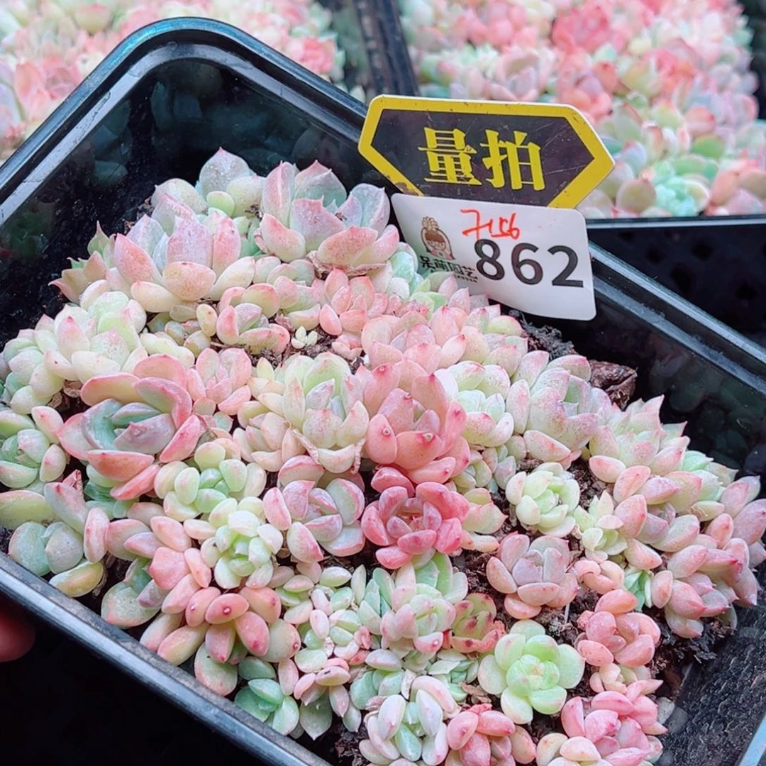 多肉植物多肉植物