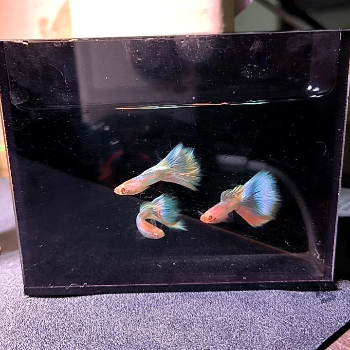 海水鱼精品孔雀鱼，极光幻彩，两公两母带胎。