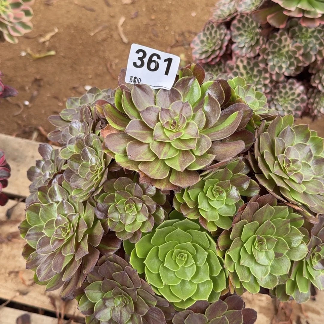 十*姐361花月夜多肉植物
