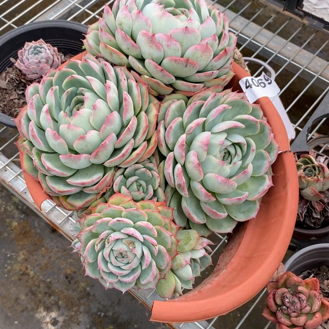 4069侧影多头一物一拍