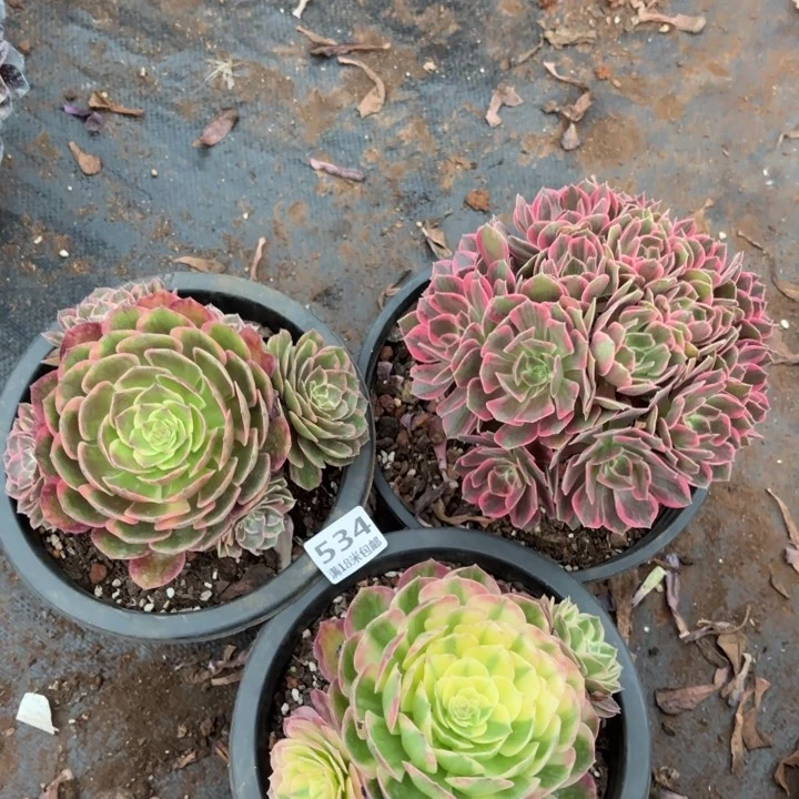 534粉花妖，浣纱，海王诺米多肉法师锦不包侧枝断枝的