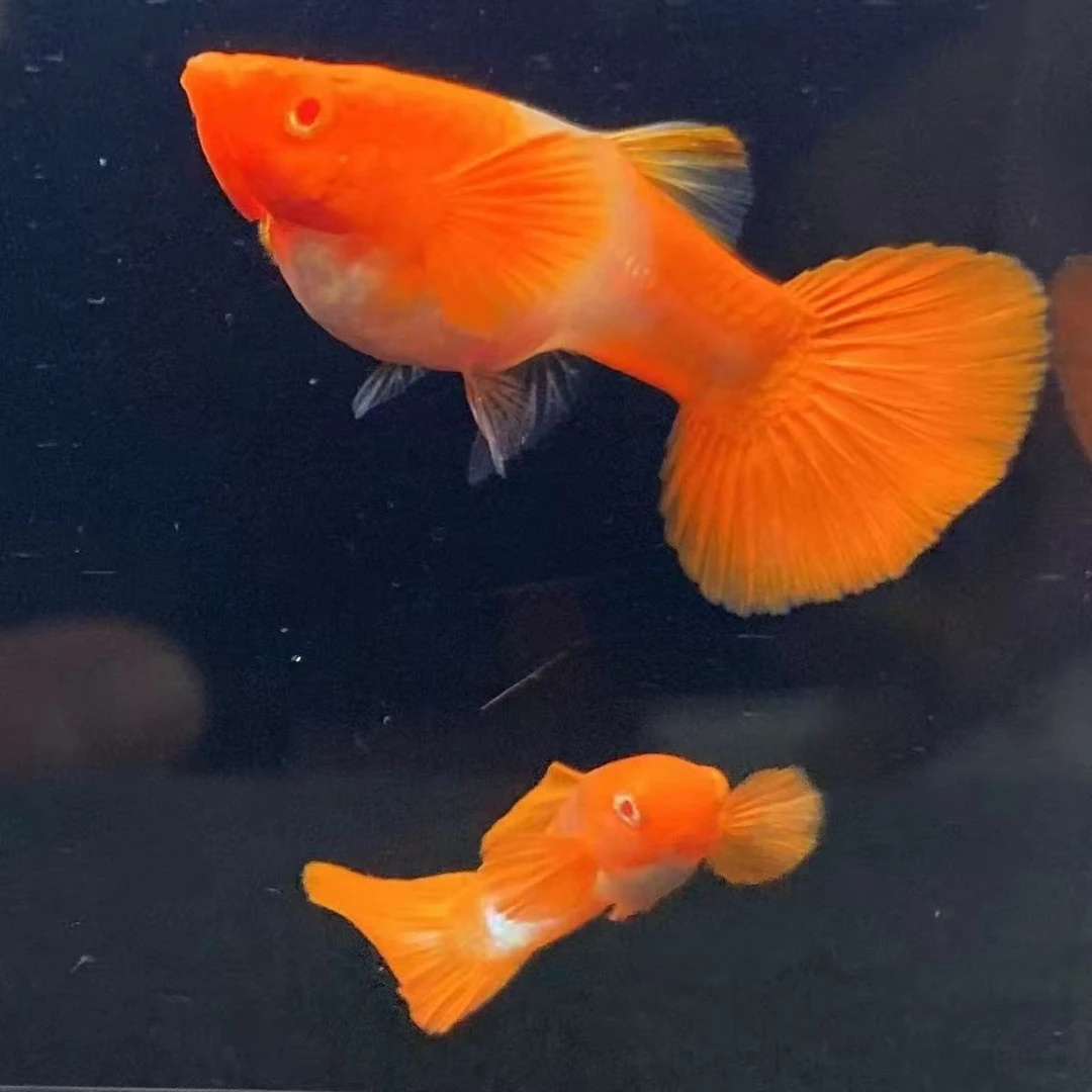 鸿运当头双分水 热带孔雀鱼 母鱼带孕可繁殖 活体发货