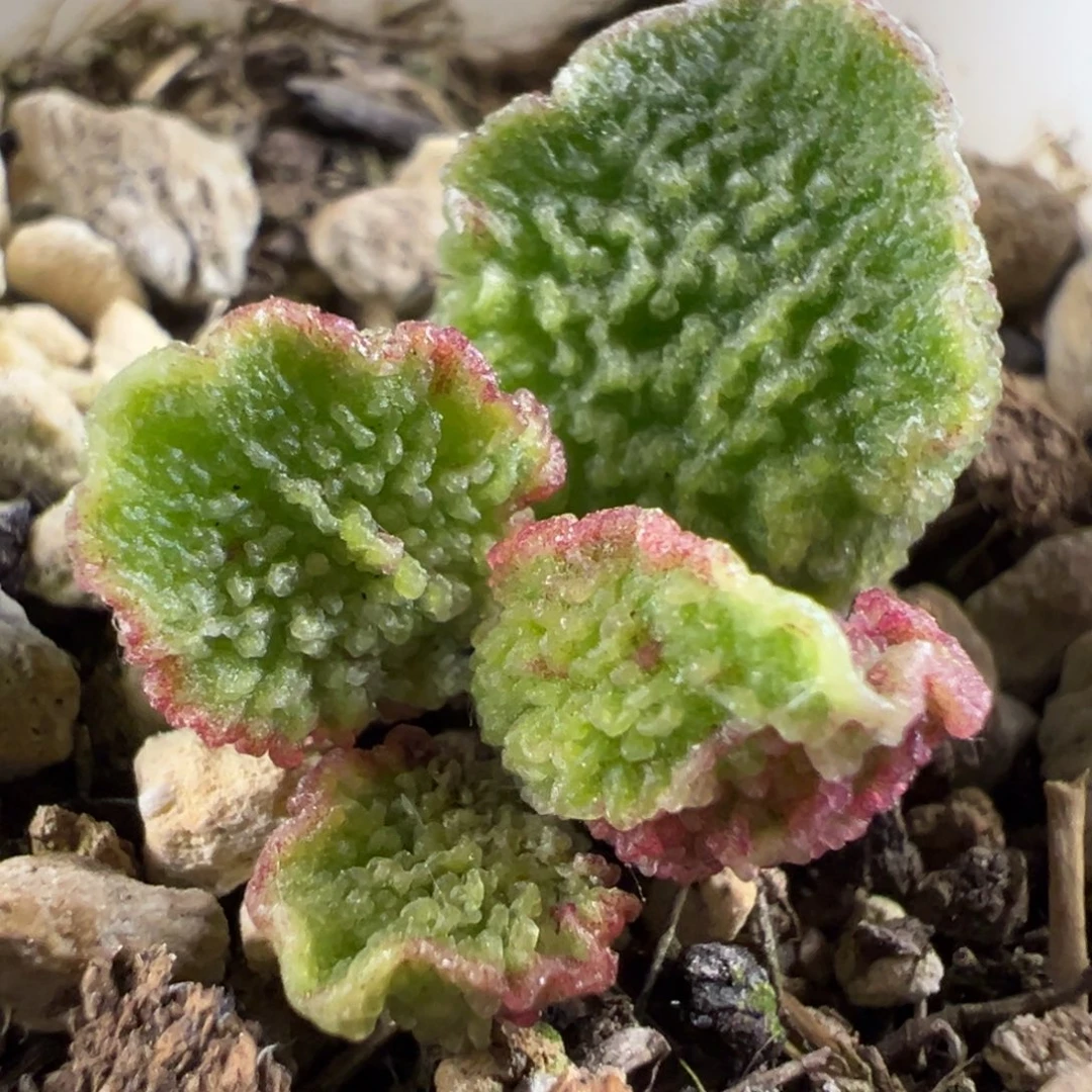 实生新品多肉植物水泡多肉植物