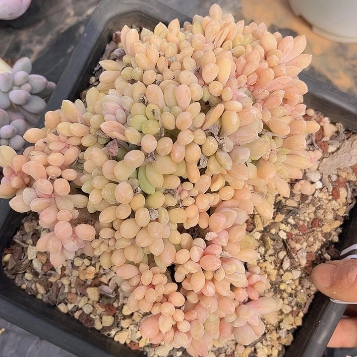 醉美人1438多肉植物