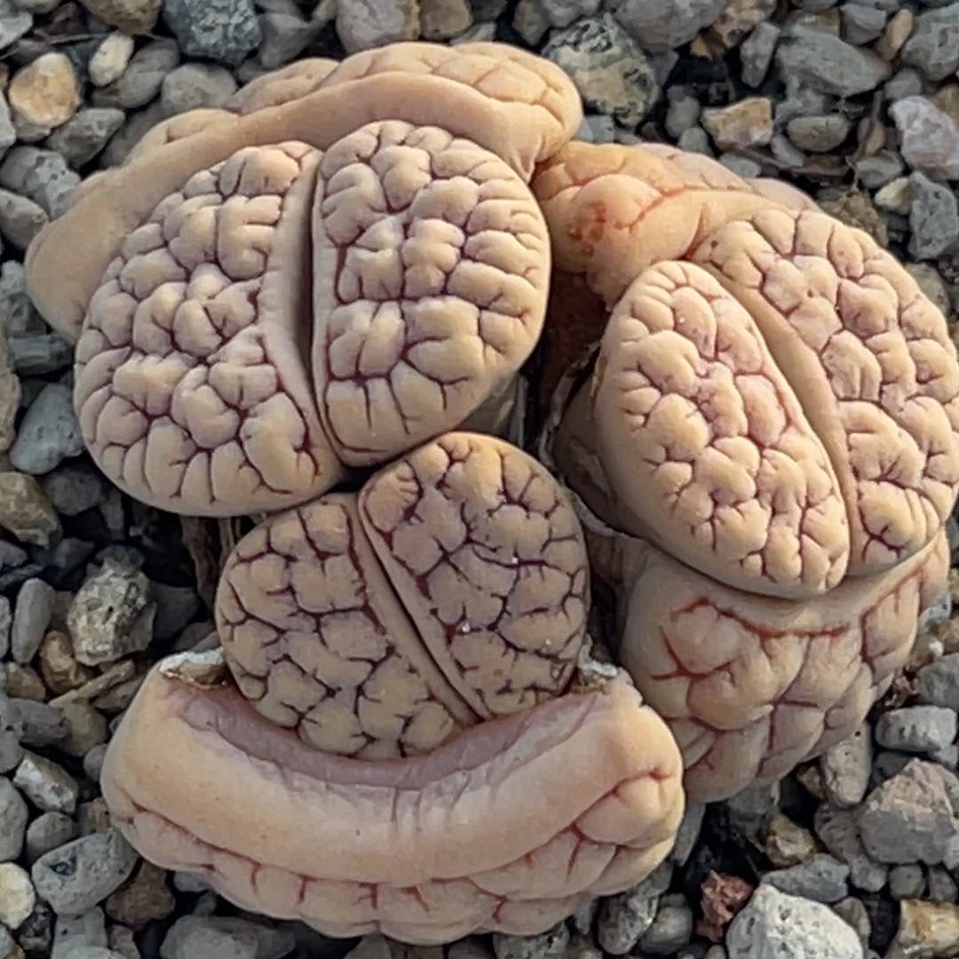 8431三头红纹凹凸189群一颗