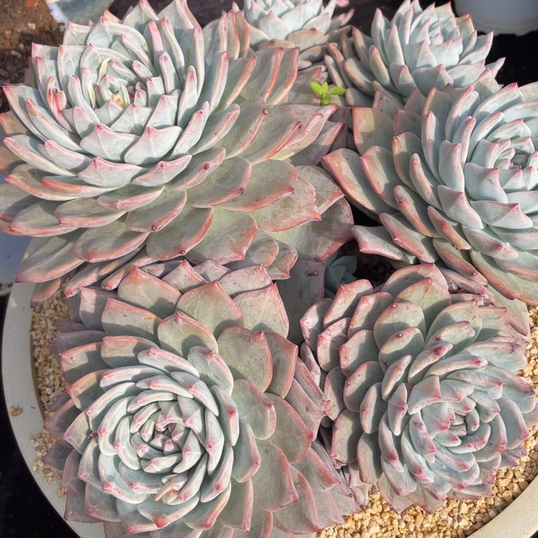 170粉蓝鸟群生多肉植物老桩