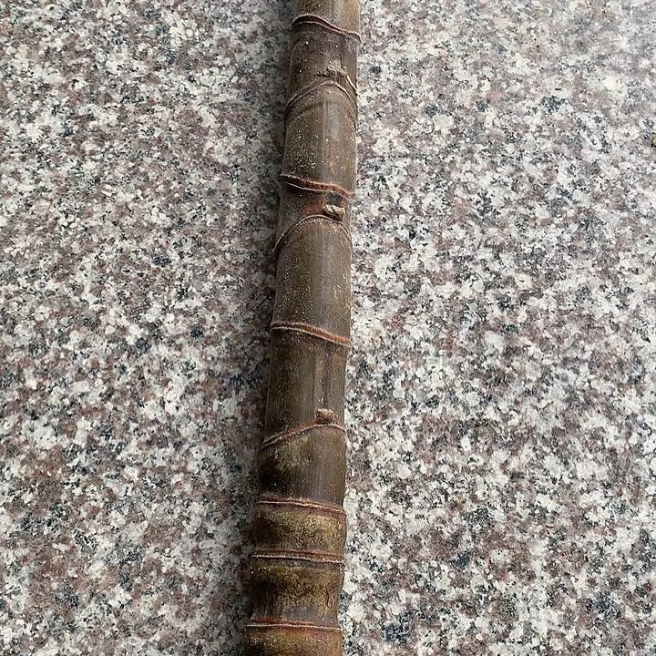 【闪购商品】?****?龟甲罗汉竹竹竹竹