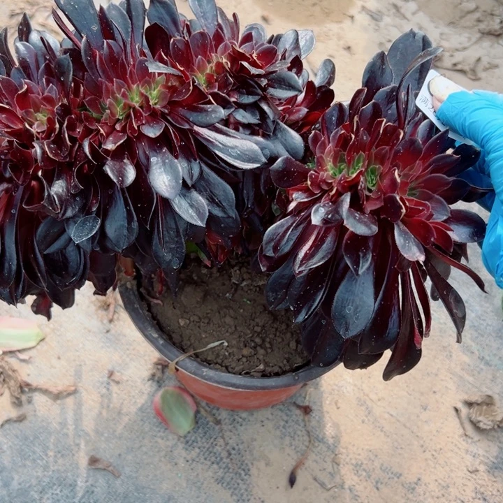 534欧缀多肉一起玩