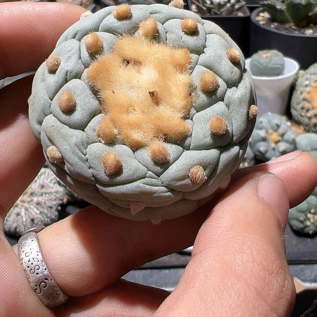 更**己实生螺旋宽u银