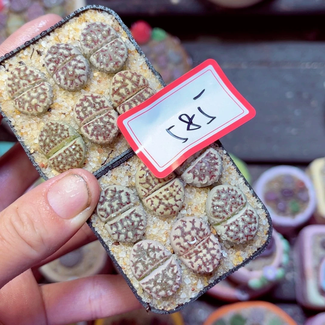 585生石花带盆发1