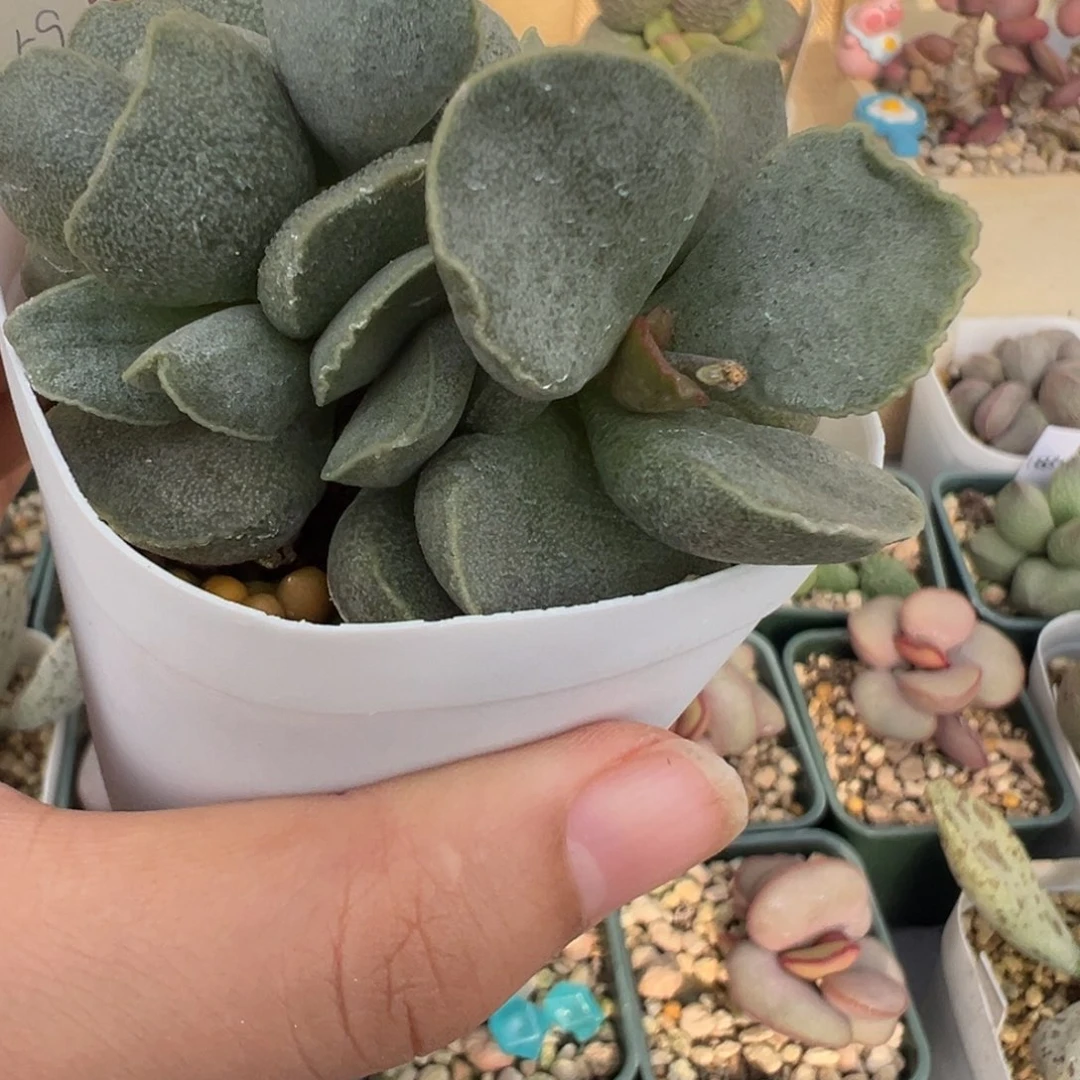 ＠***钱9号好看的水泡冲冲冲