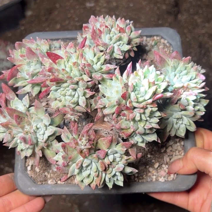 1998白姆哈哈哈哈哈哈哈哈